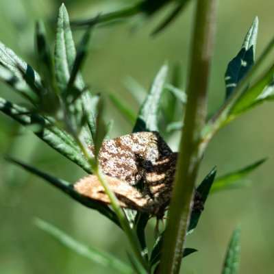 Ematurga atomaria (tmavoskvrnáč vřesový), Helenčina studánka