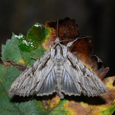 Auchmis detersa (šedavka dřišťálová), PR Kamenný vrch