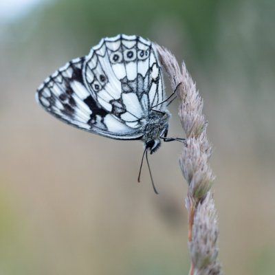 Melanargia galathea (okáč bojínkový), PR Kamenný vrch
