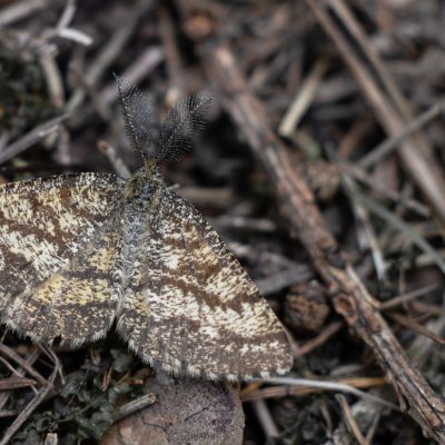 Ematurga atomaria (tmavoskvrnáč vřesový), Zadní Hády