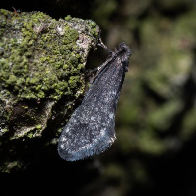 Dahlica sp., Podkomorské lesy, Kopeček