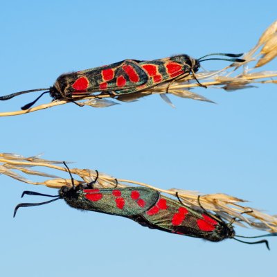 Zygaena carniolica (vřetenuška ligrusová), Zygaena filipendulae (vřetenuška obecná), PR Kamenný vrch