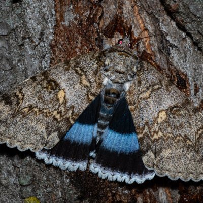 Catocala fraxini (stužkonoska modrá), Hrušovany u Brna