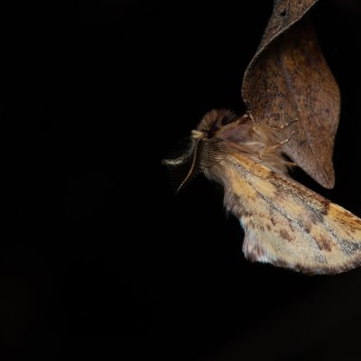 Ptilophora plumigera (hřbetozubec javorový), PR Kamenný vrch