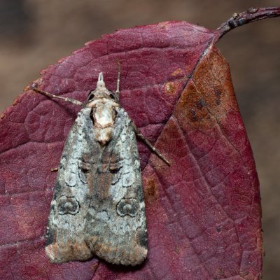 Epilecta linogrisea (osenice žlutošedá), Kývalka