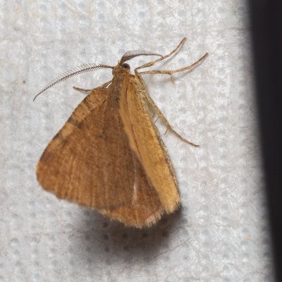 Macaria brunneata (kropenatec brusnicový), Augšperský potok