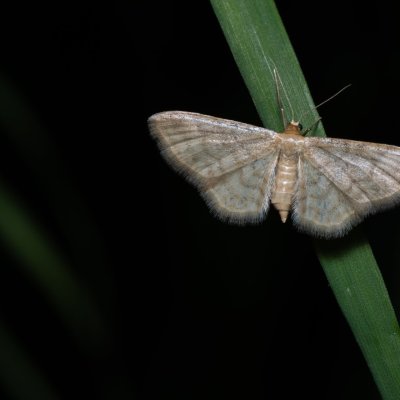 Idaea dilutaria (žlutokřídlec mechový), PR Turold