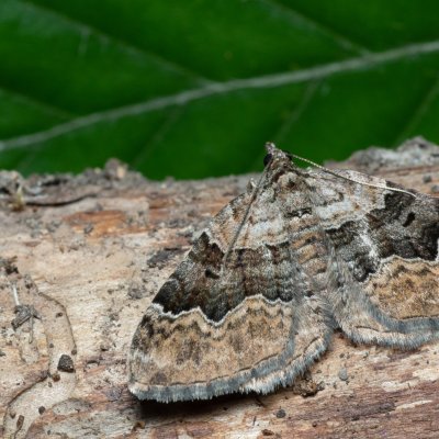 Xanthorhoe quadrifasiata (píďalka prvosenková), Žebětín