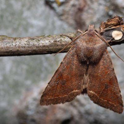 Orthosia incerta (jarnice březnová), Hády - odkaliště