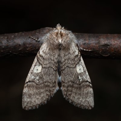 Achlya flavicornis (můřice jarní), PR Studnické louky