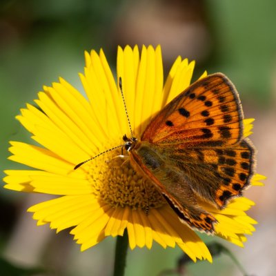 Lycaena virgaureae (ohniváček celíkový), HR, Babić Siča, Velebit