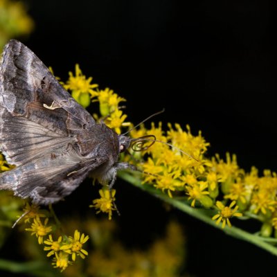 Autographa gamma (kovolesklec gama), PP Černice