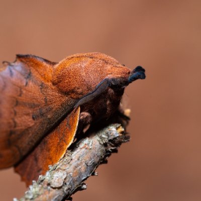 Gastropacha quercifolia (bourovec ovocný), SK, Štôla