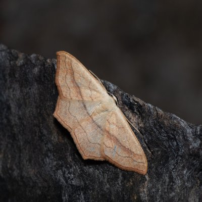 Scopula imitaria (-), HR, Jablanac
