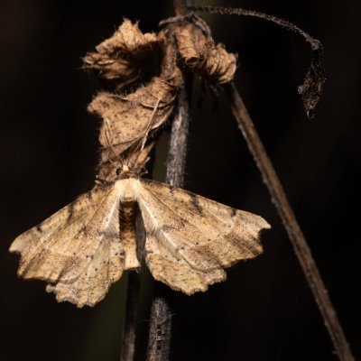 Artiora evonymaria (zejkovec brslenový), PR Kamenný vrch