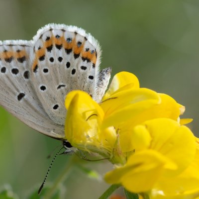 Plebejus argyrognomon (modrásek podobný), PR Kamenný vrch