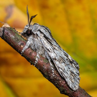 Asteroscopus sphinx (dřevobarvec pozdní), Kývalka