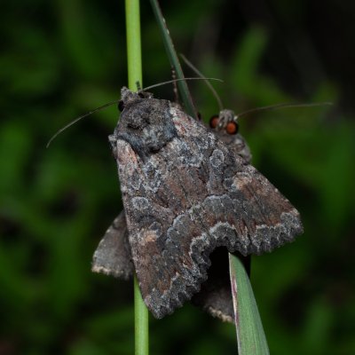 Lacanobia aliena (můra stepní), PP Černice