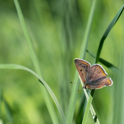 Lycaena tityrus (ohniváček černoskvrnný), PP Bobrava