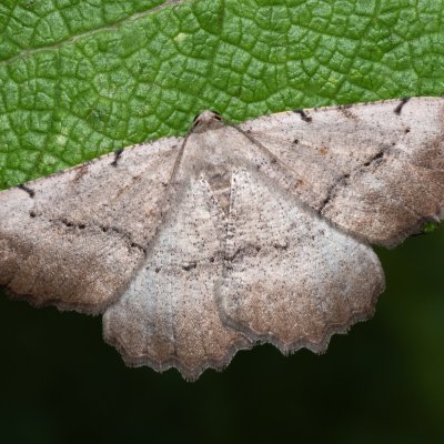 Odontognophos dumetata (šerokřídlec trnkový), PP Kamenice u Hlohovce