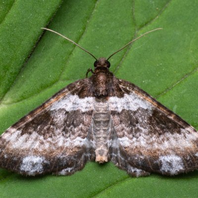 Melanthia procellata (píďalka doubravní), NPR Děvín