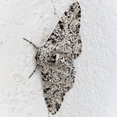 Biston betularia (drsnokřídlec březový), Kutná hora