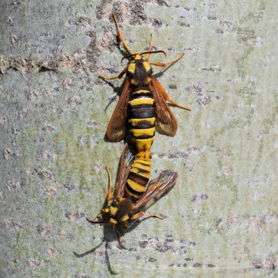 Sesia apiformis (nesytka sršňová), Brno - Bystrc