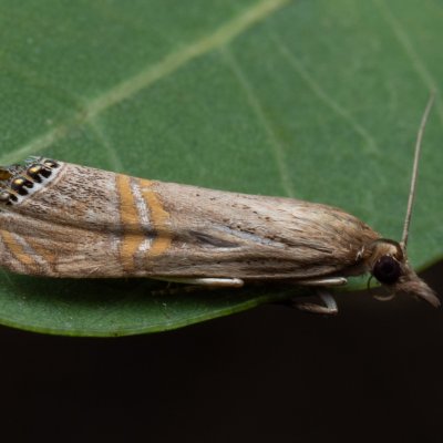 Euchromius ocellea (-), PP Milovická stráň