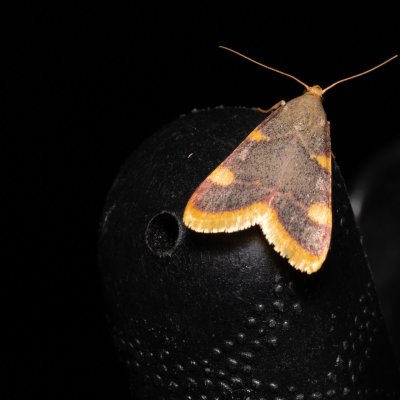 Hypsopygia costalis (zavíječ senomilný), Hády - lesní lom