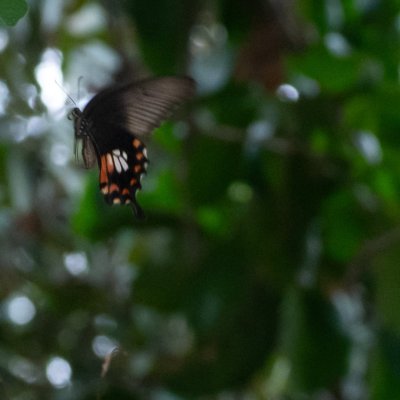 Papilio polytes (-), TH, Railay