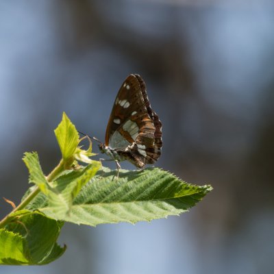 Limenitis reducta (bělopásek jednořadý), IT, Museo del Monte San Michele