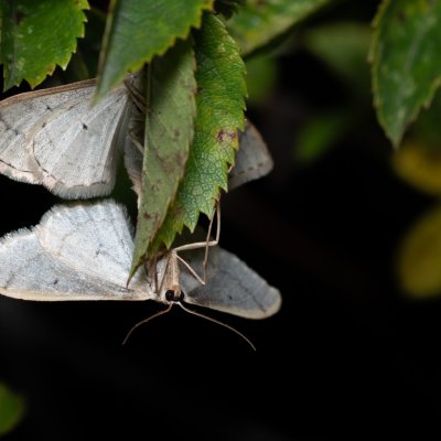 Idaea deversaria (žlutokřídlec lesní), Zbýšovská halda