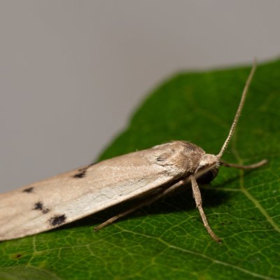 Pelosia muscerda (lišejníkovec popelavý), Hodonín - Zbrod