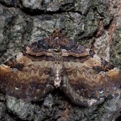 Earophila badiata (píďalka šípková), Ríšova studánka