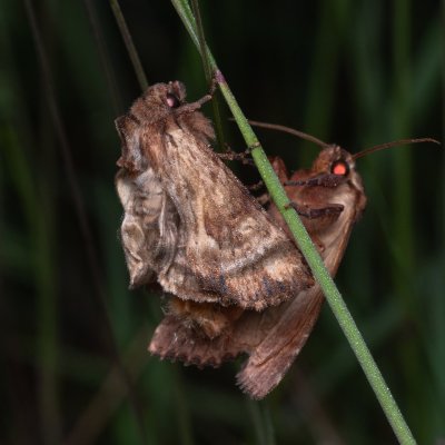 Apamea crenata (šedavka lemovaná), PP Prameniště Pohořského potoka