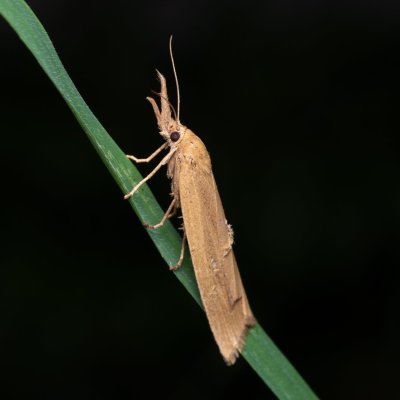 Chilo phragmitella (travařík rákosový), PP Střelická bažinka