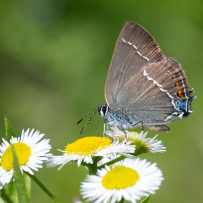 Satyrium spini (ostruháček trnkový), HR, Slunj