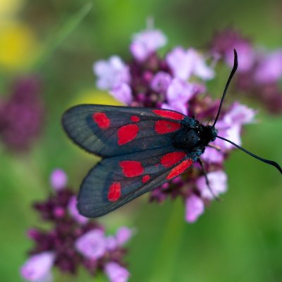 Zygaena viciae (vřetenuška komonicová), NPP Švařec