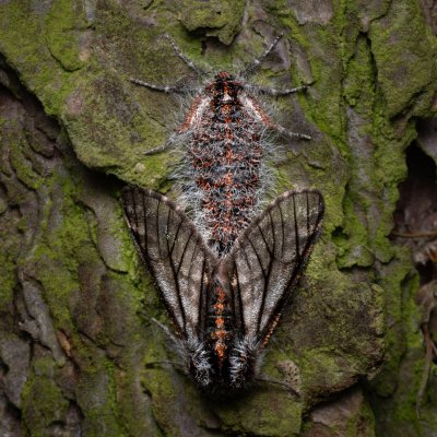 Lycia isabellae (drsnokřídlec modřínový), Ždánický les