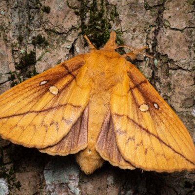 Euthrix potatoria (bourovec trávový), NPP Jeskyně Pekárna