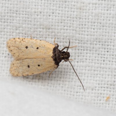 Exaeretia stramentella (-), PP Kamenný vrch u Kurdějova