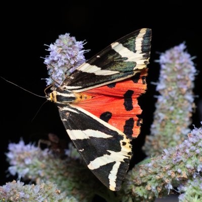 Euplagia quadripunctaria (přástevník kostivalový), Březina