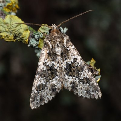 Polymixis polymita (pestroskvrnka hnědoskvrnná), PP Kamenice u Hlohovce