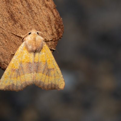 Atethmia centrago (zlatokřídlec jasanový), Hády