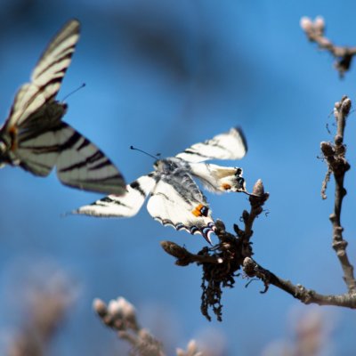 Iphiclides podalirius (otakárek ovocný), NPP Pouzdřanská step - Kolby