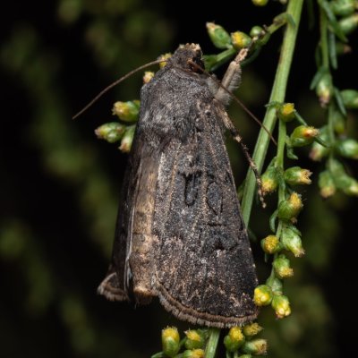 Agrotis bigramma (osenice širokřídlá), NPP Váté písky