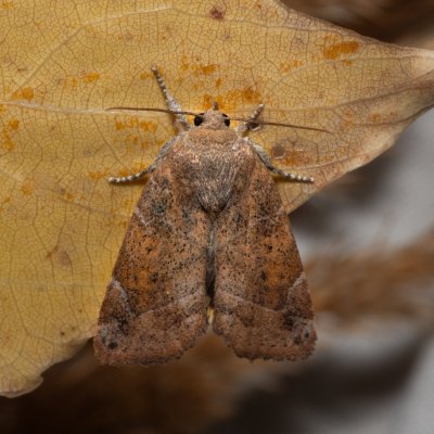 Cosmia affinis (blýskavka dubová), Hrabětice