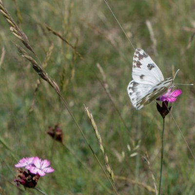 Pontia edusa (bělásek rezedkový), NPR Mohelenská hadcová step