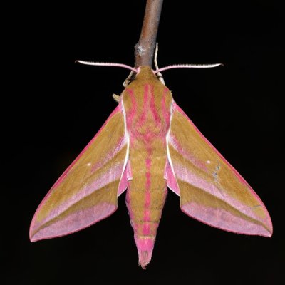 Deilephila elpenor (lišaj vrbkový), Hády