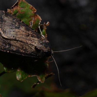 Peridroma saucia (osenice cizokrajná), HR, Jablanac